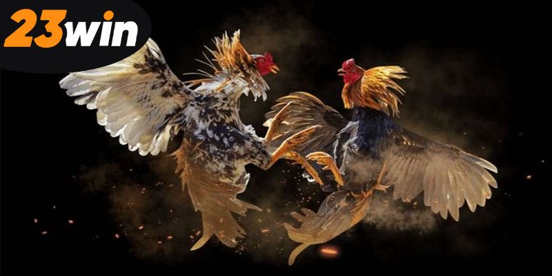 chien-thang-tai-sanh-da-ga-23win-de-dang