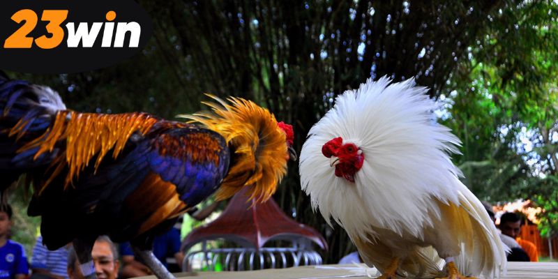 chinh-phuc-da-ga-thang-lon-tu-nhung-cao-thu