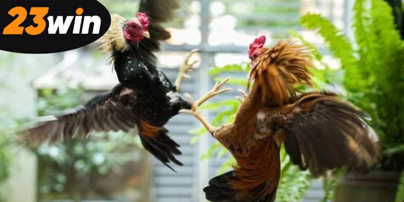 loi-ich-tuyet-voi-khi-tham-gia-da-ga-tai-23win