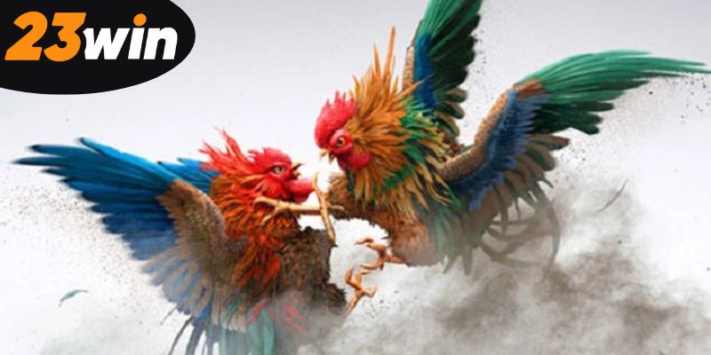 kham-pha-da-ga-23win-hap-dan