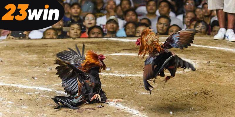 kham-pha-meo-da-ga-thang-lon-de-dang