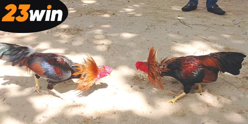 lam-chu-meo-da-ga-thang-lon-trong-tung-tran-dau