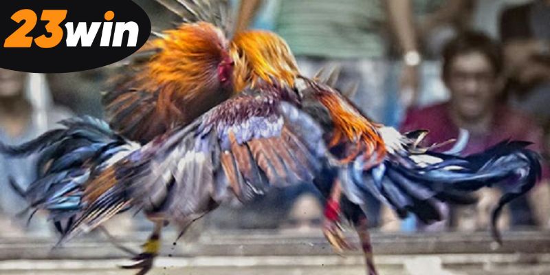 nang-cao-ky-nang-voi-meo-da-ga-thang-lon