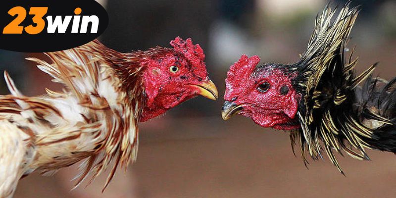 tham-gia-da-ga-tai-23win-ngay-hom-nay